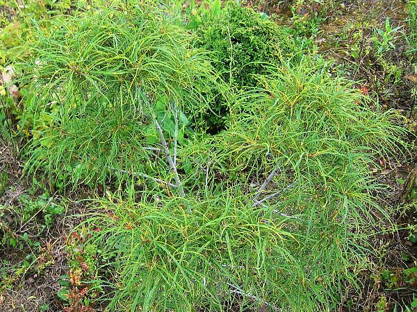 Rhamnus frangula 'Asplenifolius'  /Krušina obecná/