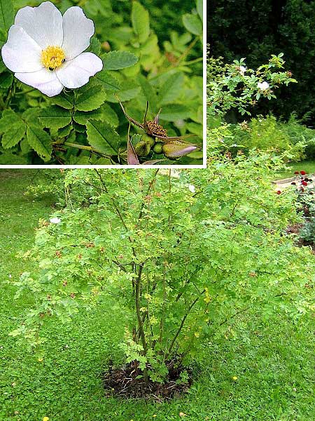 Rosa beggeriana  /Růže Beggerova/