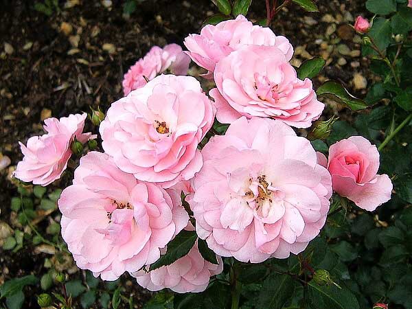 Rosa  floribunda 'Bonica' /Růže mnohokvětá/