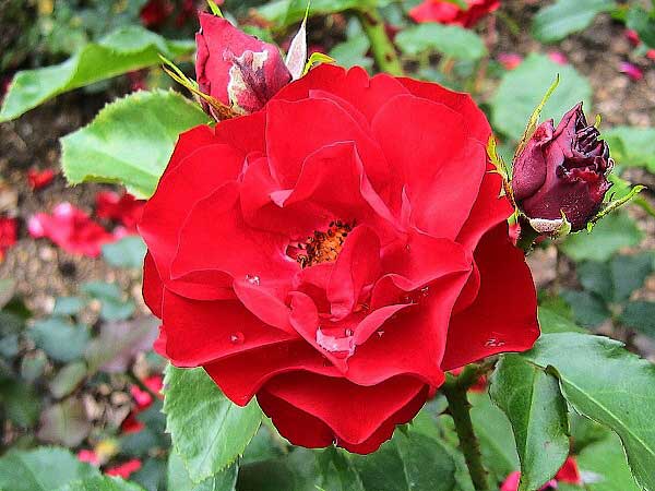 Rosa floribunda  'City of Belfast' /Růže mnohokvětá/