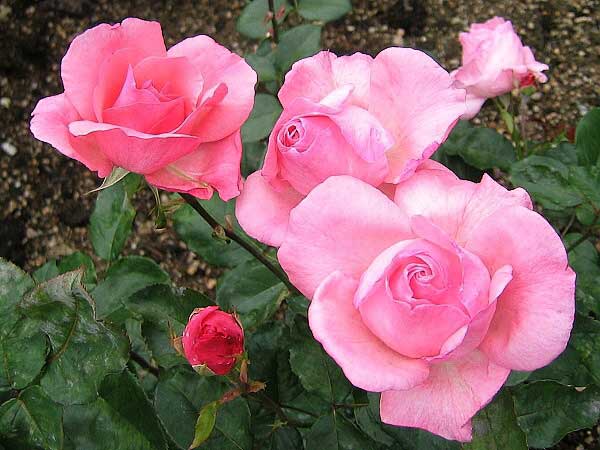 Rosa (?) 'Elizabeth' /Růže/