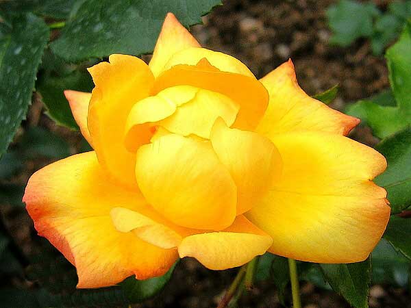 Rosa (?) 'Golden Marie' /Růže/