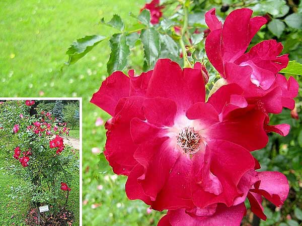 Rosa kordesii 'Dortmund' /Růže Kordesova/