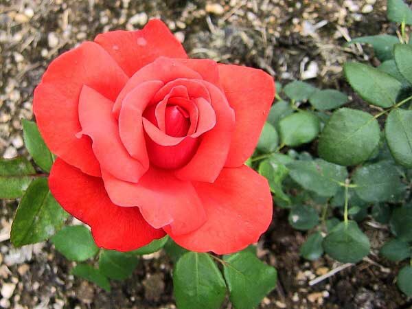 Rosa (?) 'Magnet' /Růže/