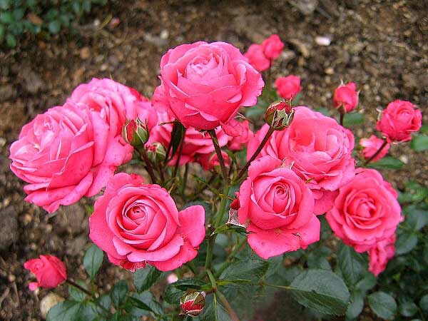 Rosa (?) 'Pralat' /Růže/