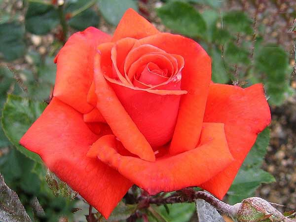 Rosa floribunda 'Uwe Seller' /Růže mnohokvětá/
