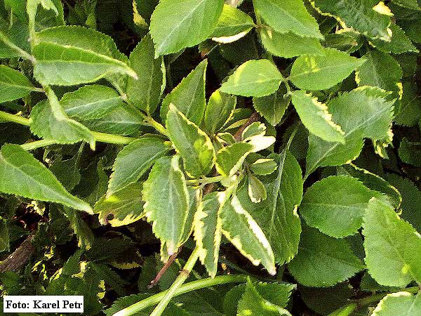 Sambucus nigra 'Albovariegata'  /Bez černý/