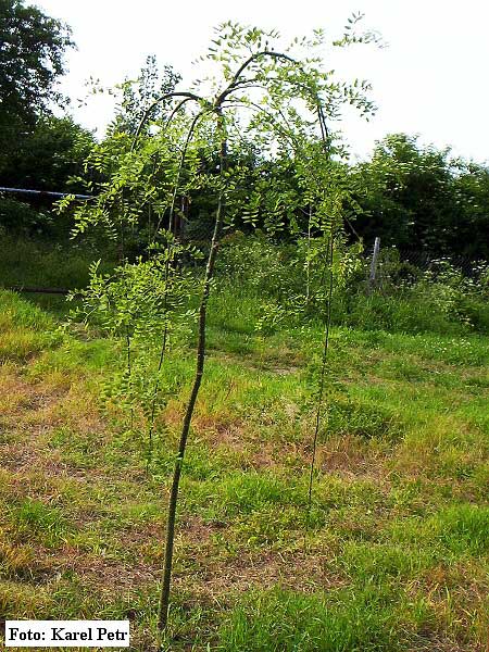 Sophora japonica 'Pendula'  /Jerlín japonský/