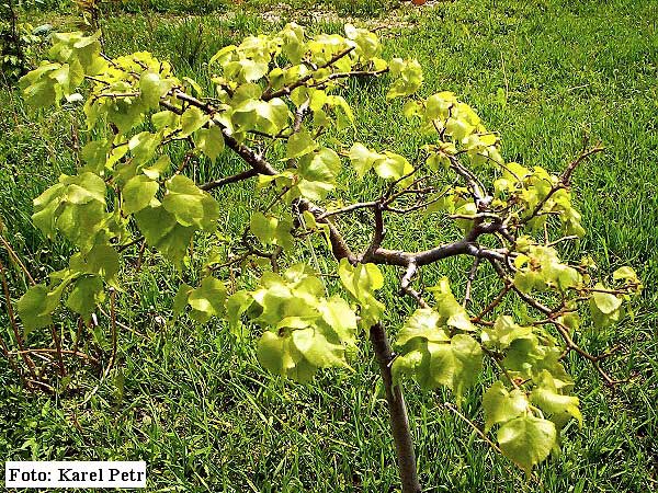 Tilia cordata 'Lico'  /Lípa srdčitá (malolistá)/