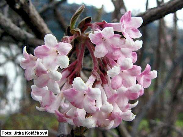 Viburnum farerri  /Kalina vonná/