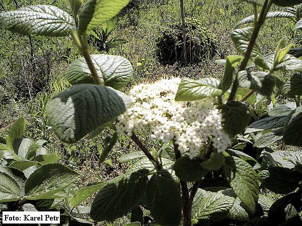 Viburnum lantana /Kalina tušalaj/