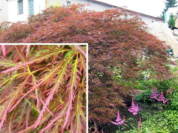 Acer palmatum 'Disectum Ornatum' /Javor dlanitolistý/