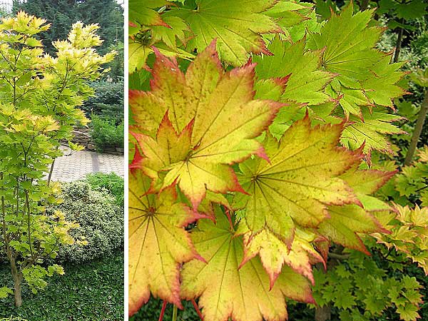 Acer shiraswanum 'Aureum'  /Javor shirasavánský/