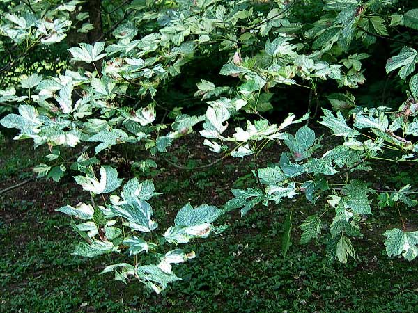 Acer pseudoplatanus 'Aureovariegatum'  /Javor klen /