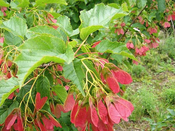 Acer tataricum /Javor tatarský /