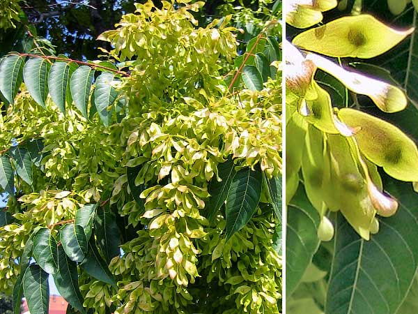 Ailanthus altissima  /Pajasan žlaznatý/