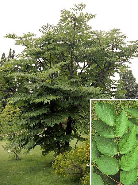 Aralia spinosa  /Arálie ostnitá/