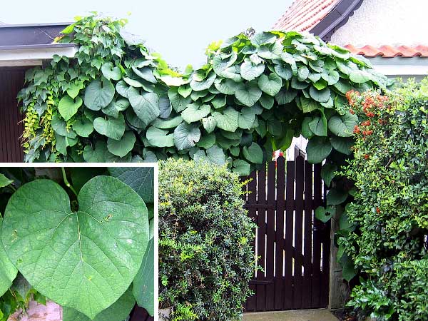 Aristolochia macrophylla  /Podražec velkolistý/