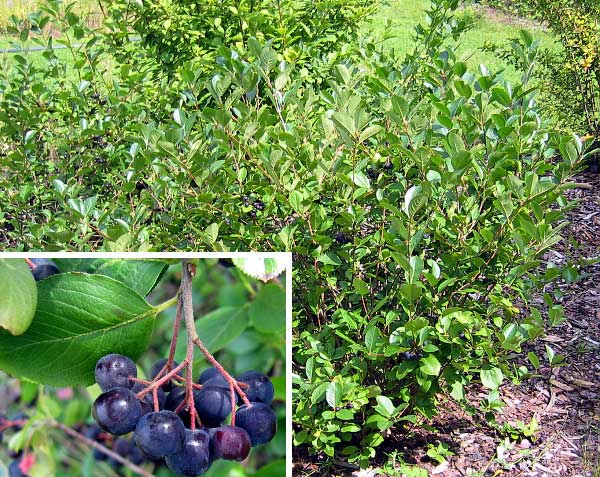 Aronia melanocarpa  /Temnoplodec černoplodý/