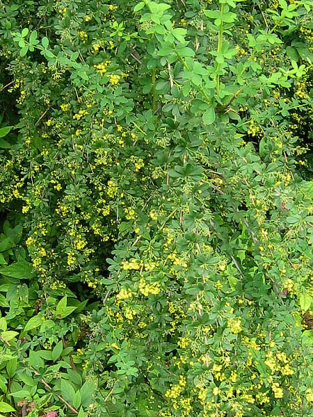 Berberis wilsoniae /Dřišťál Wilsonové/