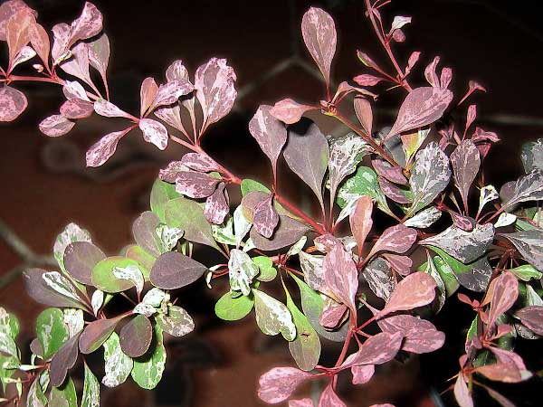 Berberis thunbergii 'Harlequin'  /Dřišťál Thunbergův/