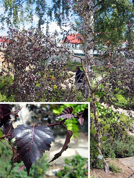 Betula verrucosa 'Purpurea'  /Bříza bílá/