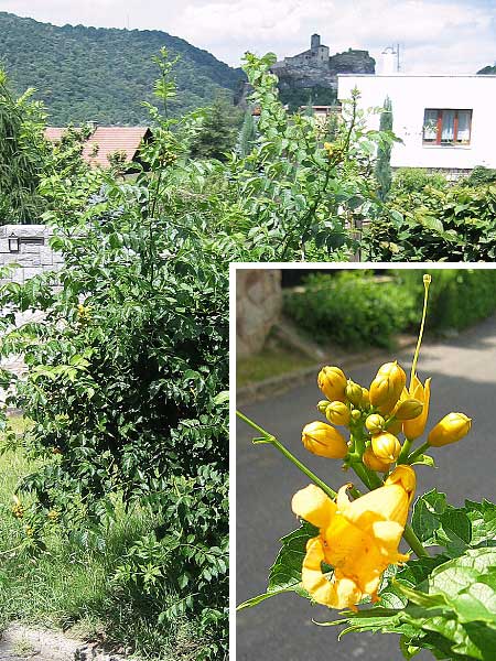 Campsis radicans 'Flava'  /Trubač kořenující/