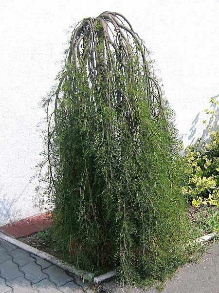 Caragana arborescens 'Pendula'  /Čimišník křovitý/