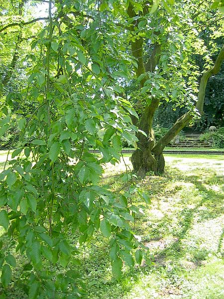 Carpinus betulus 'Pendula'  /Habr obecný /