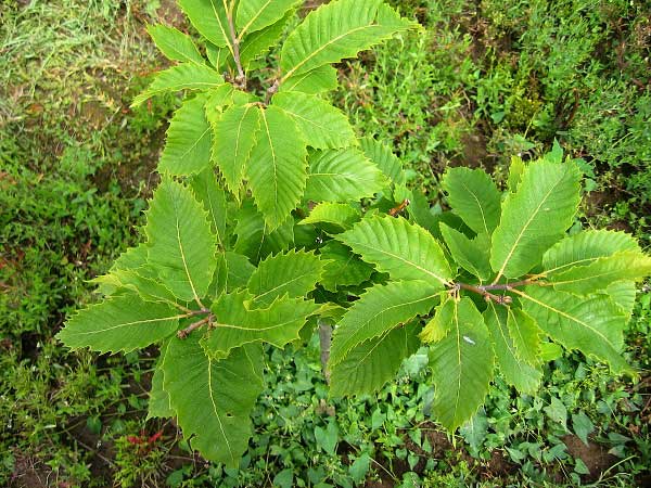 Castanea sativa 'Little coxren'  /Kaštanovník jedlý/