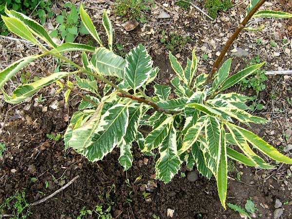 Castanea sativa 'Variegata'  /Kaštanovník jedlý/