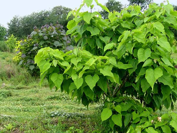 Catalpa bignonioides 'Aurea'  /Katalpa obecná/