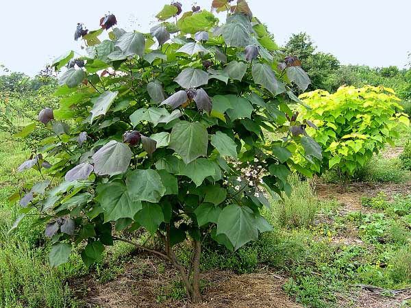 Catalpa x erubescens  /Katalpa červenající/