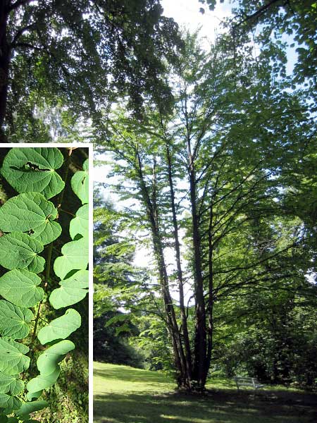 Cercidiphyllum japonicum  /Zmarličník japonský  /