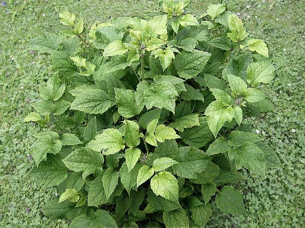 Clematis heracleifolia /Plamének bolševníkový/