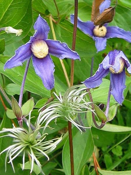 Clematis integrifolia /Plamének celolistý/