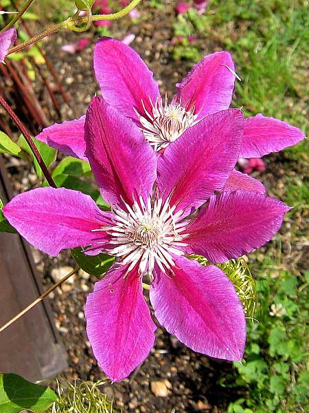 Clematis viticella 'Madame Julia Correvon'  /Plamének vlašský/