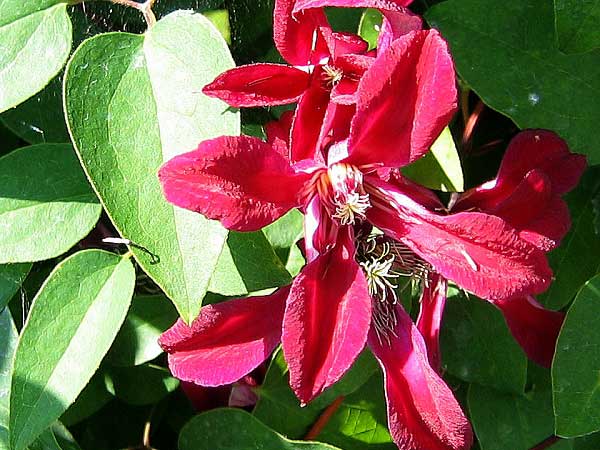 Clematis alpina 'Gravetye Beauty'  /Plamének alpský/