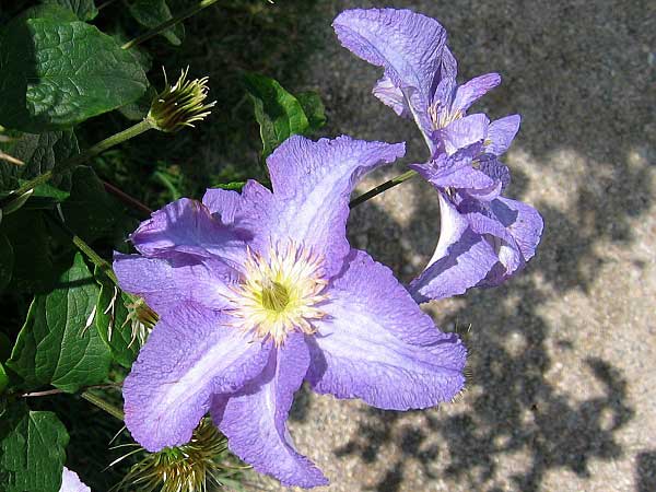 Clematis patens 'H. F. Young'  /Plamének otevřený/