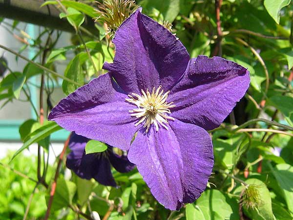 Clematis (?) 'Viola'  /Plamének /