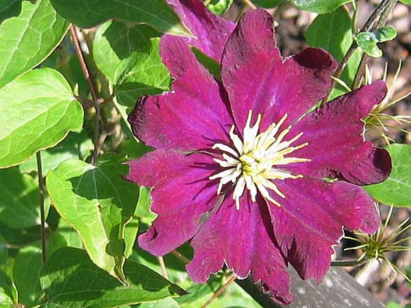 Clematis (?) 'Voluceau'  /Plamének /