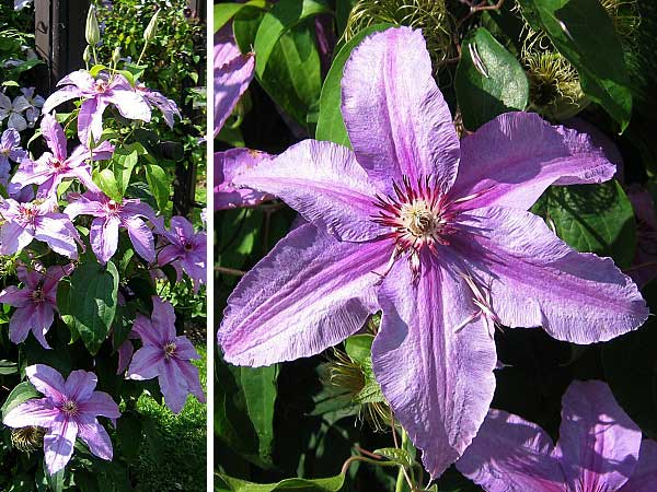 Clematis lanuginosa 'Emilia Plater'  /Plamének vlasatý/