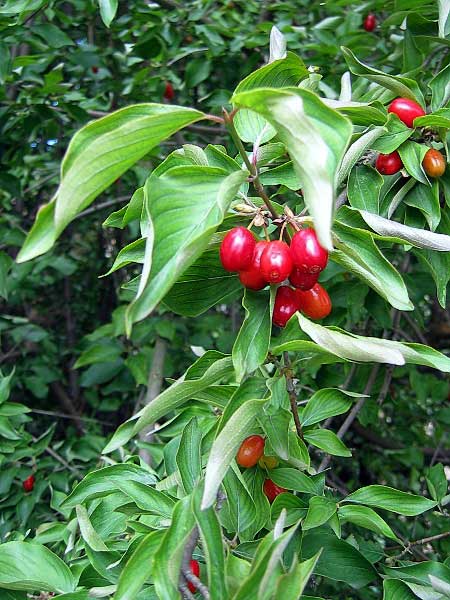 Cornus mas  /Dřín obecný/