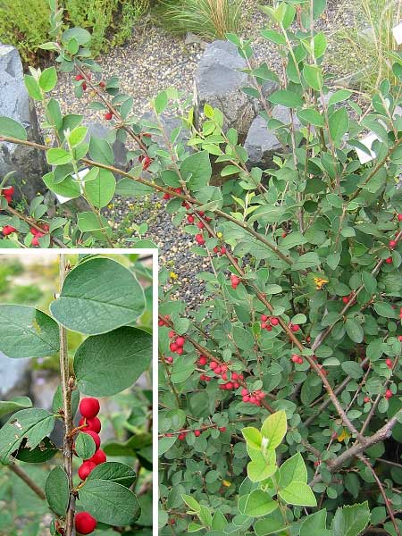 Cotoneaster integerrimus  /Skalník celokrajný/