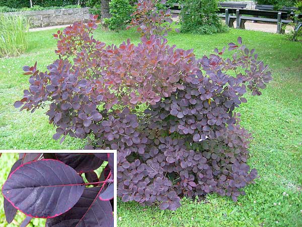 Cotinus coggygria 'Royal Purple'  /Ruj vlasatá/