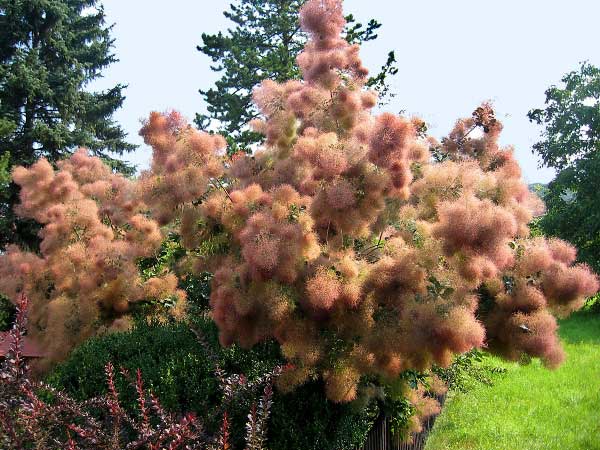 Cotinus coggygria /Ruj vlasatá/