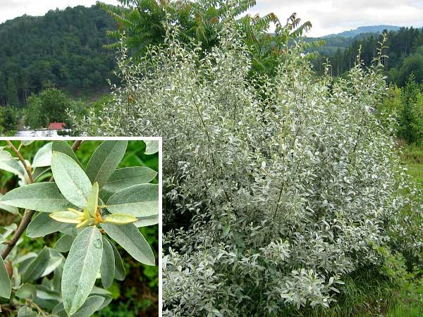 Elaeagnus comutata /Hlošina stříbrná/