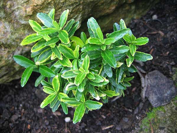 Euonymus fortunei 'Microphyllus Albus' /Brslen Fortuneův/