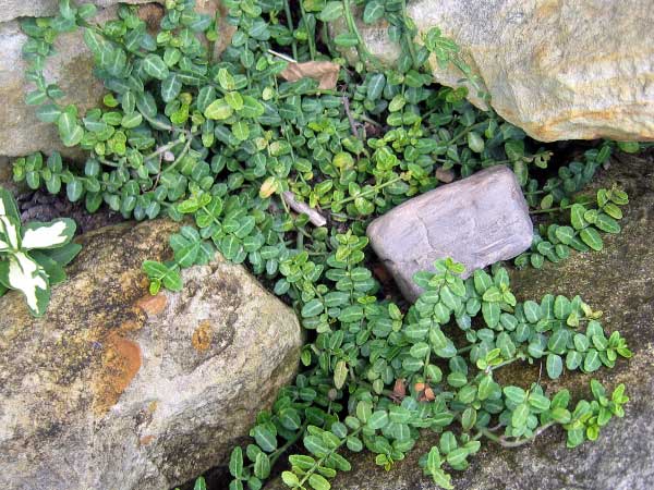 Euonymus fortunei 'Kewensis' /Brslen Fortuneův/