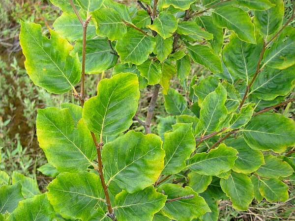 Fagus sylvatica 'Viridivariegata'  /Buk lesní/